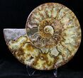 Split Agatized Ammonite - Crystal Pockets #21212-2